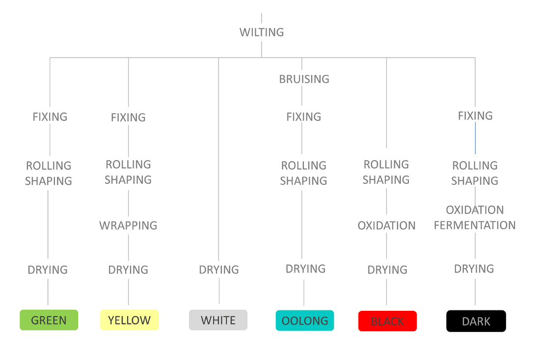 Tea processing steps